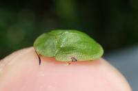 Cassida viridis