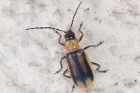Diabrotica virgifera