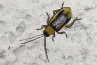 Diabrotica virgifera