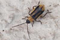 Diabrotica virgifera