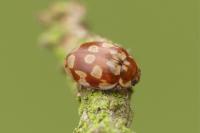 Myrrha octodecimguttata