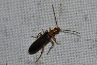 Nacerdes carniolica