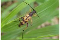 Rutpela maculata