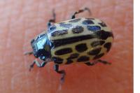 Chrysomela vigintipunctata