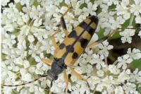 Rutpela maculata