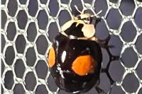 Harmonia axyridis