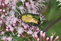 Cetonia aurata