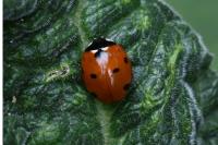 Coccinella septempunctata