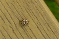 Oenopia conglobata