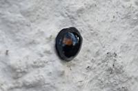 Chilocorus renipustulatus