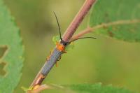Oberea oculata