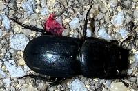 Dorcus parallelipipedus