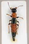 Paederus littoralis