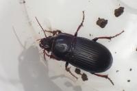 Zabrus tenebrioides