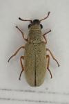 Danacea nigritarsis