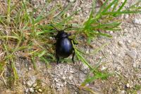 Timarcha tenebricosa