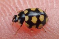 Coccinula quatuordecimpustulata
