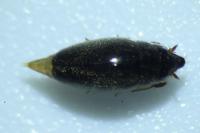 Orectochilus villosus