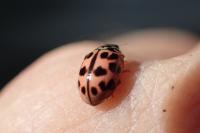 Oenopia conglobata