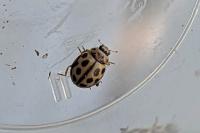 Tytthaspis sedecimpunctata