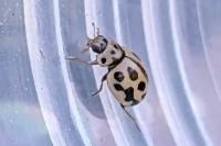 Tytthaspis sedecimpunctata