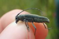 Opsilia coerulescens