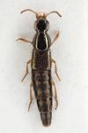 Quedius auricomus