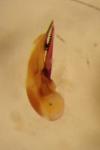 Quedius auricomus