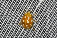 Halyzia sedecimguttata