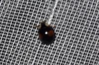 Harmonia axyridis
