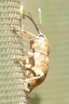 Curculio venosus