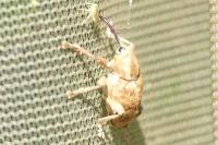 Curculio venosus