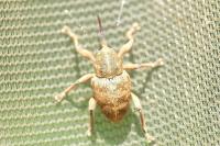 Curculio venosus