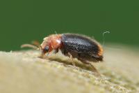 Ochina latreillii