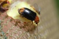 Ochina latreillii