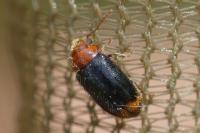 Ochina latreillii