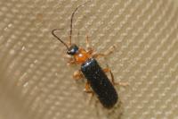 Cantharis flavilabris