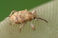 Curculio venosus