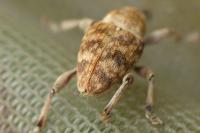 Curculio venosus