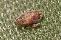 Orchestes quercus
