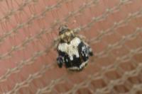 Orchestes hortorum