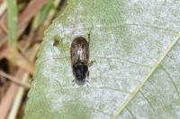 Nimbus contaminatus