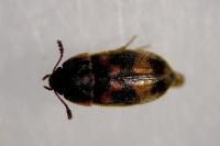 Litargus connexus