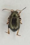 Chaetocnema hortensis