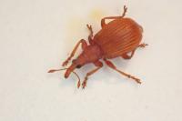 Apion frumentarium