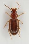 Bradycellus verbasci