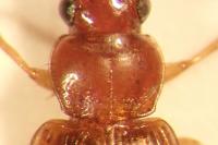 Bradycellus verbasci