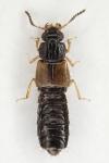 Oxytelus piceus