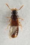 Oxytelus migrator