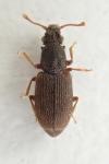 Monotoma picipes